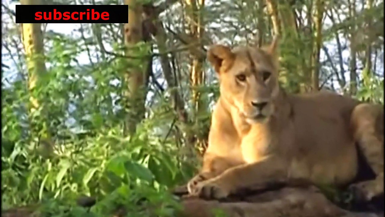 animais  vida  selvagem  natureza /  documentary wildlife animals nature  / animales fauna silvestre lnaturaleza.