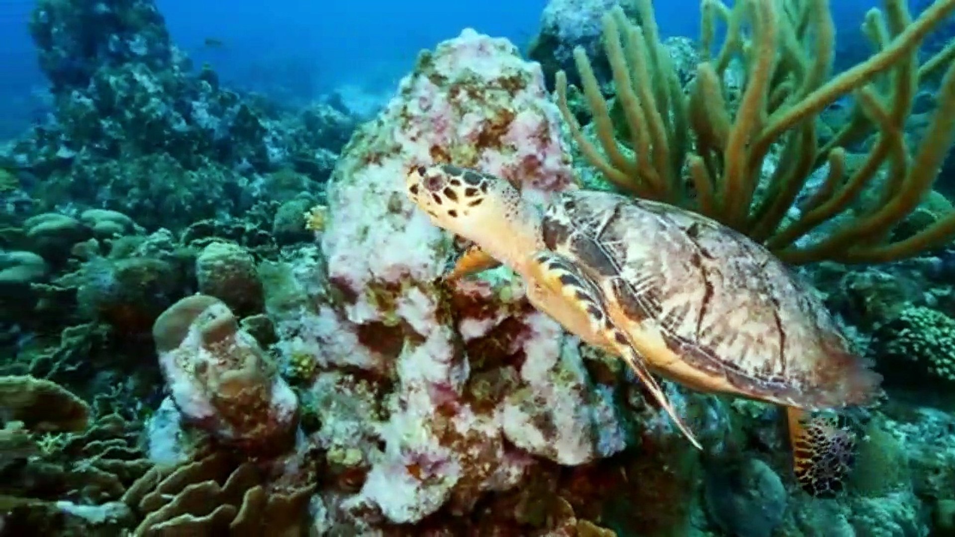 ⁣animais  vida  selvagem  natureza /  documentary wildlife animals nature  / animales fauna silvestre
