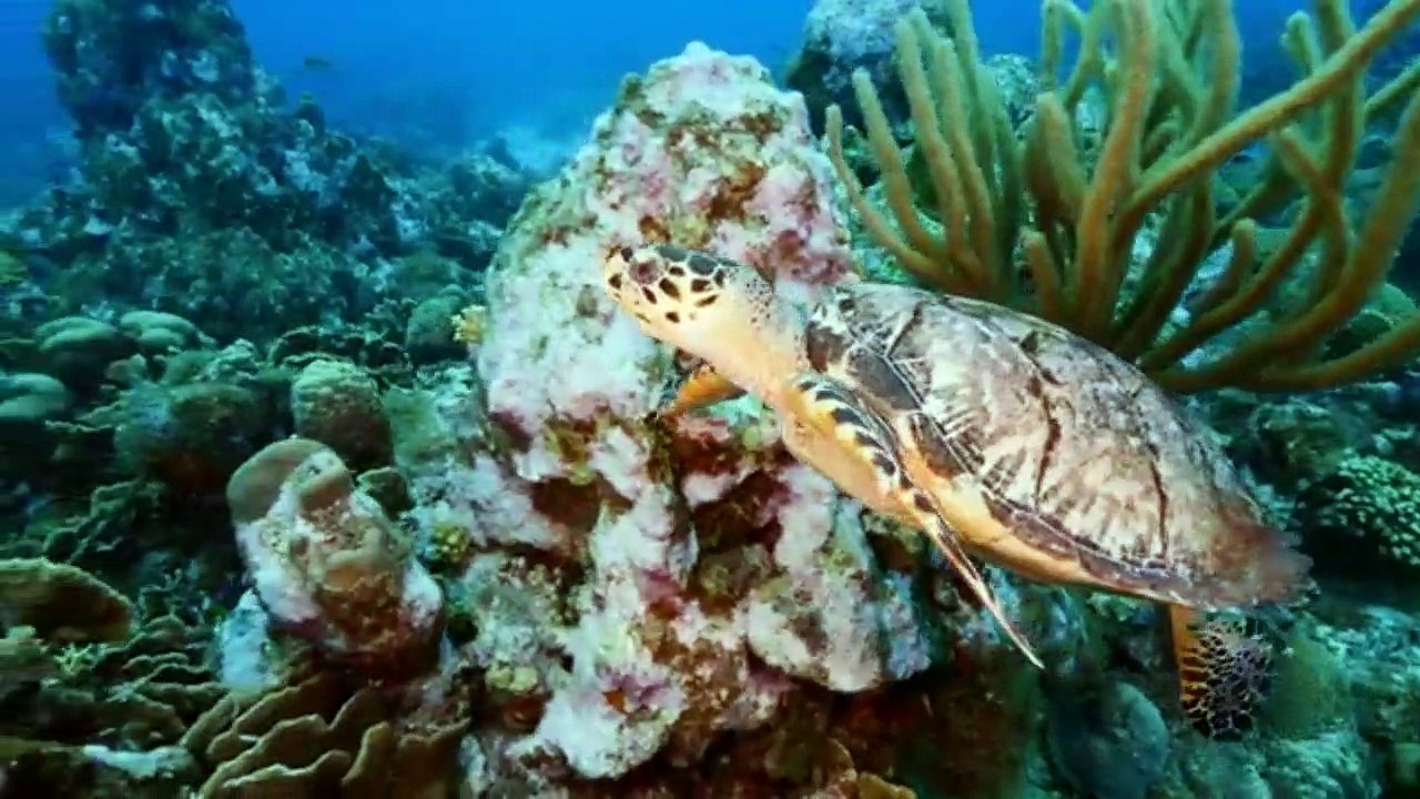 animais  vida  selvagem  natureza /  documentary wildlife animals nature  / animales fauna silvestre lnaturaleza.