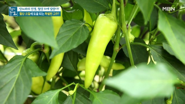 혈당 조절에 도움 되는 특별한 고추의 정체는?