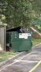 Bear Family Goes Dumpster Diving