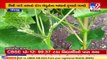 Rajkot_ Dhoraji farmers fear loss due to miliberg disease in cotton crops _ TV9News