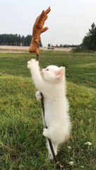 #Pig #animal #puppy #chick #duck #mouse #cute #pet #Kitty #Bunny