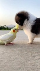 #Pig #animal #puppy #chick #duck #mouse #cute #pet #Kitty #Bunny