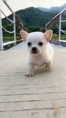 #Pig #animal #puppy #chick #duck #mouse #cute #pet #Kitty #Bunny