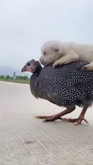 #Pig #animal #puppy #chick #duck #mouse #cute #pet #Kitty #Bunny