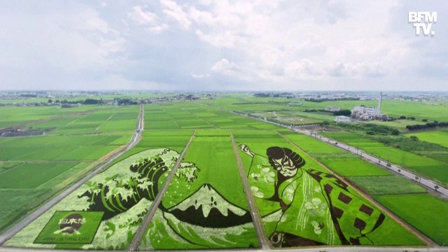 Au Japon, des rizières sont transformées en œuvres d’art