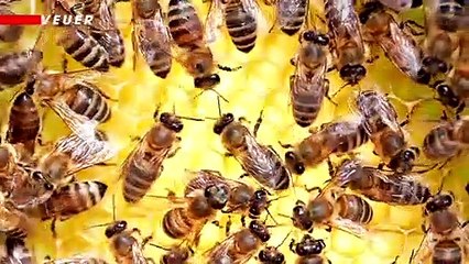 One Killed, Two Hospitalized After Bee Attack