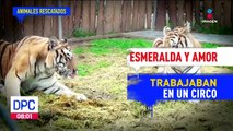 En EDOMEX existe una reserva que alberga 80 animales de especies salvajes