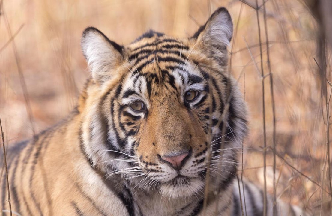 Tiger in Texas declared as world's oldest