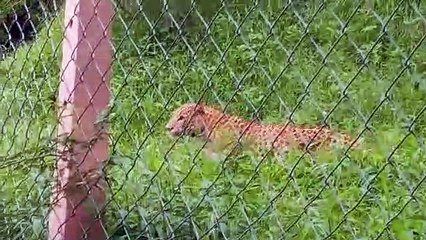 काली माता मंदिर के पास नजर आया लेपर्ड कजोड़