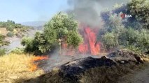 Aydın'da zirai alanda yangın çıktı