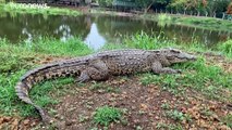 Kuba-Krokodile vom Aussterben bedroht - der Liebe wegen?