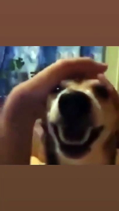 Dog- La la la leh… - Funny video