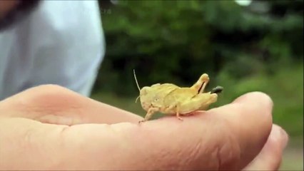 Ce criquet a inventé un nouveau sport dont il est le champion... lancer de caca