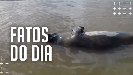 Polícia investiga caso de peixe-boi morto a tiros em Ilha do Acará