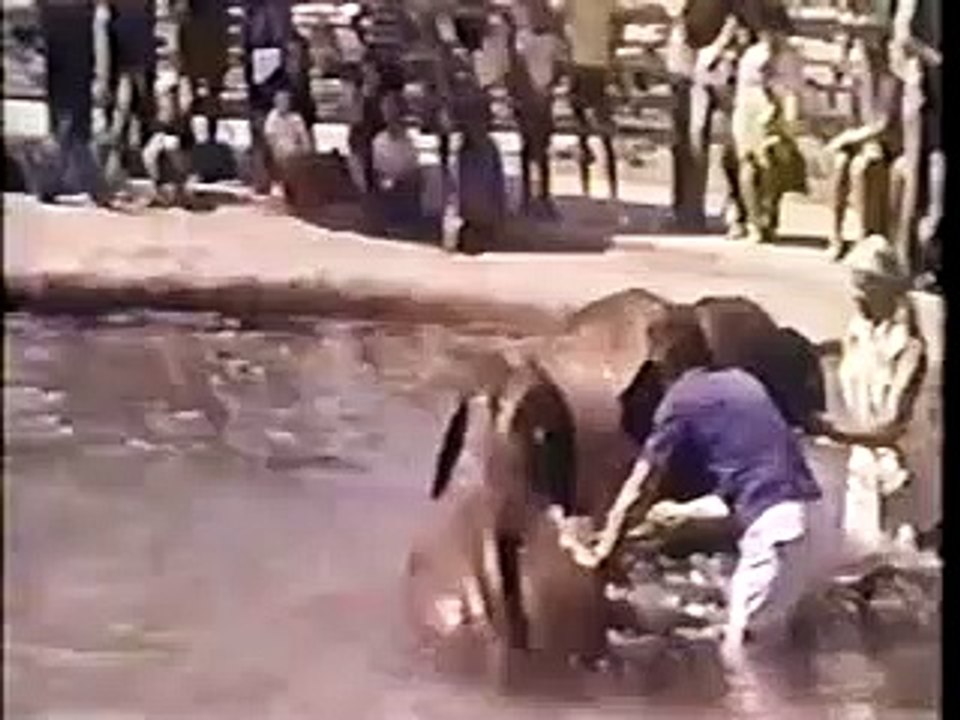 MUNDO ANIMAL - Os Bebes do Zoológico (1970)