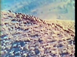 MUNDO ANIMAL - O Mundo do Alce Americano