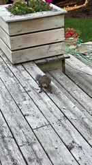 Backyard Squirrel 'Sploots' for Food