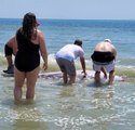 Pawleys Island Beachgoers Rescue Mama Whale That Became Stranded on Sandbar after Giving Birth