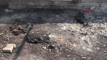 GERİYE SADECE 2 İNEK, 1 KOYUN VE 2 KUZUSU KALDI