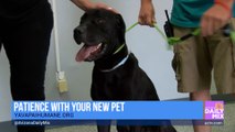 Yavapai Humane Society on Having Patience with Your New Pet