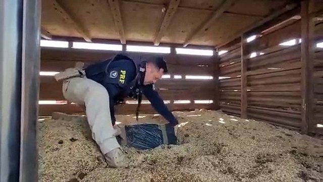 PRF apreende caminhão boiadeiro com 3 toneladas de maconha no Paraná