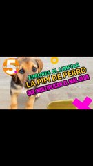 Errores al limpiar la pipí de perro que multiplicara el mal olor.| Salud180