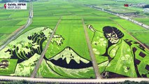 Картины на рисовых полях в честь Олимпийских игр