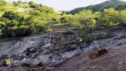 Dragones de Komodo. DOCUMENTAL.