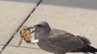 Seagull Steals Stuffed Toy Fish From Store and Runs Into the Street