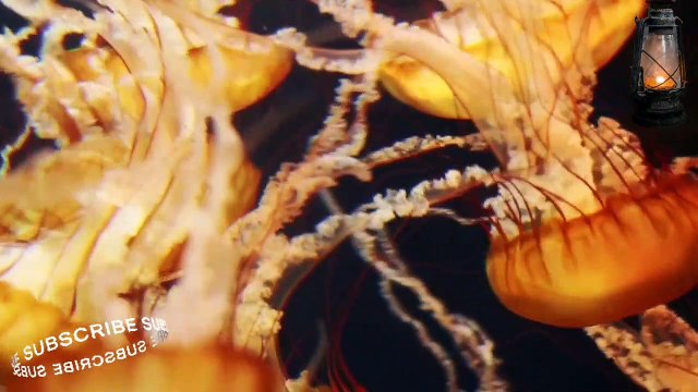 الرؤى تهدي إلى الإيمان【 قصص واقعية 】د . محمد سعود الرشيدي ( ياليت قومى يعلمون)