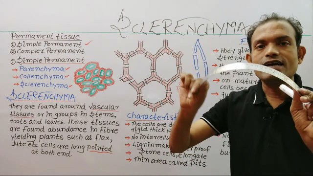 9th biology,sclerenchyma tissues,ms patel e learning_HD