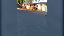 Moradora faz alerta sobre cavalos que estariam soltos em rua no Brasmadeira