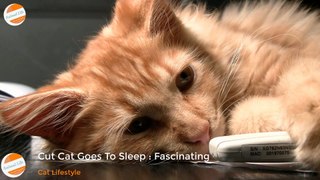 Cute Cat Goes To Sleep