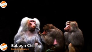 Baboons Chilling Out