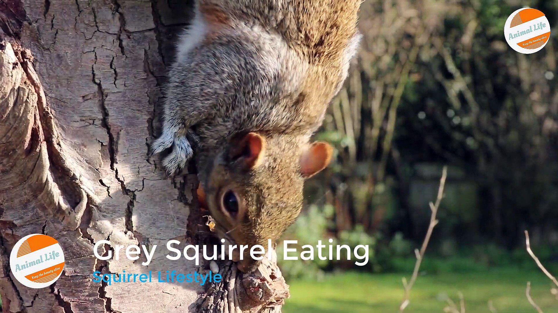 ⁣Grey Squirrel Eating