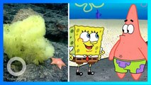 Peneliti Temukan Spongebob dan Patrick Sungguhan di Laut Dalam - TomoNews