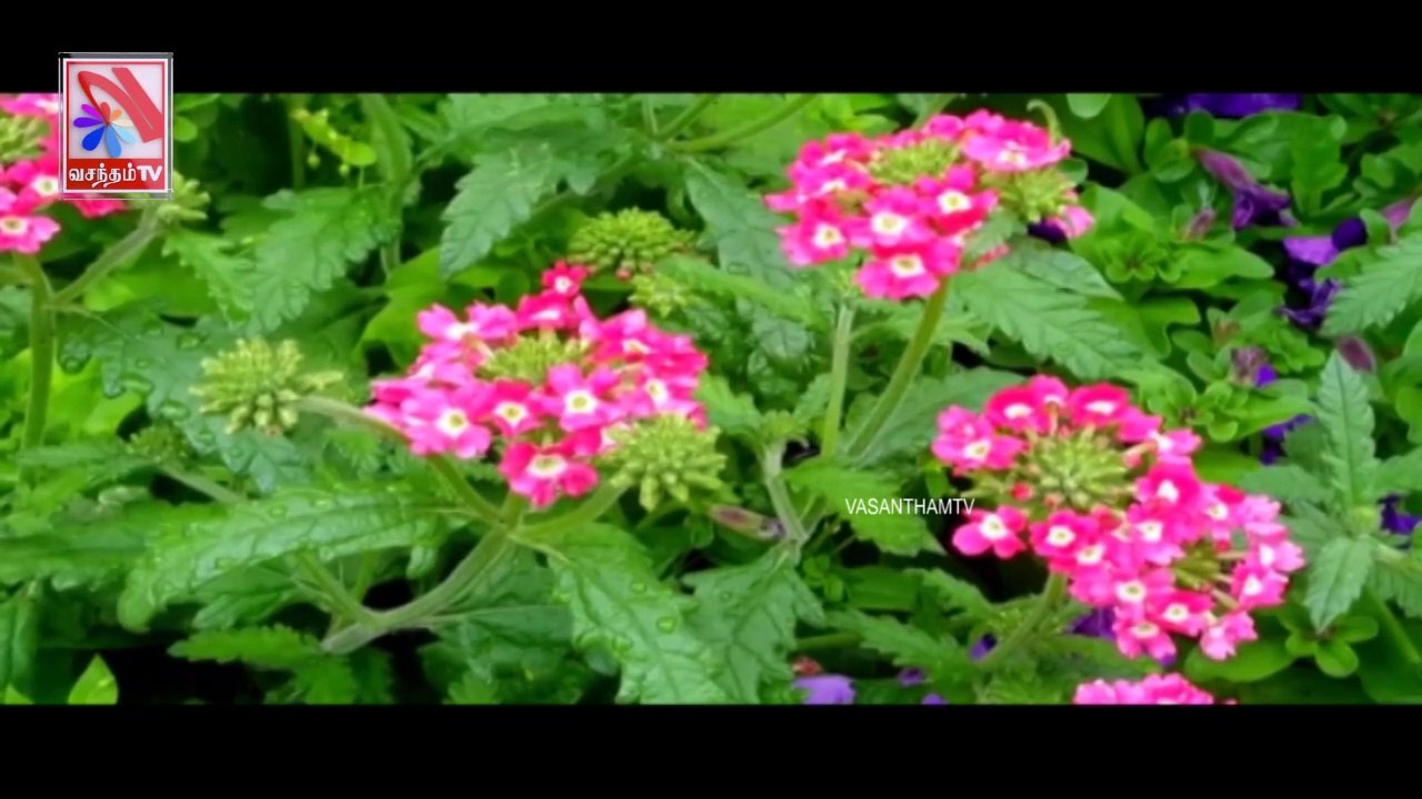 Thoduvaanam -  Vasantham TV (10-07-2021)