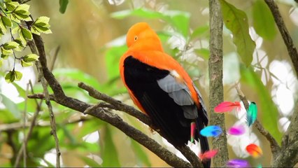 Nachural ...WhatsApp status.....beautiful.     Birds.......