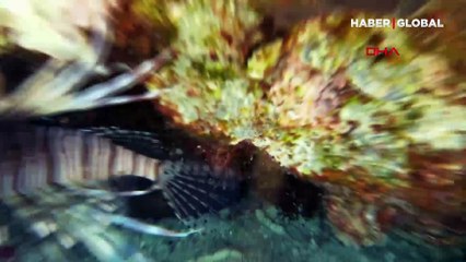 Zehirli aslan balığı kıyıdan 5 metre uzaklıkta görüldü