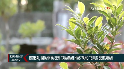 Potret Keindahan Bonsai, Tanaman Hias yang Tak Lekang oleh Zaman