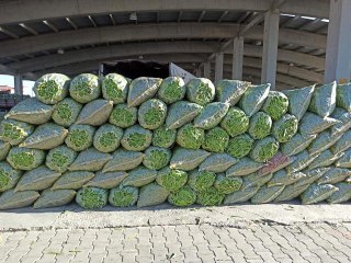 Fasulye fiyatı ile hem üreticisinin hem de esnafın yüzünü güldürmeye başladı