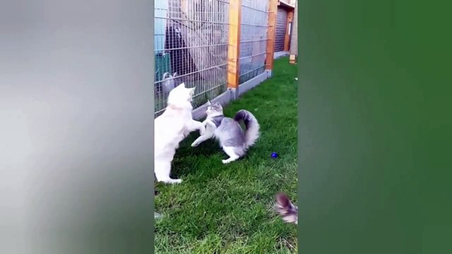 Join our community of catskills|try to stop laugh|funny cats.