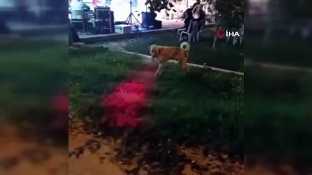 Arasanız bulamazsınız! Siz hiç böyle köpek gördünüz mü?