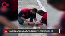 Yangından kaçan yavru kaplumbağaya elleriyle su verdiler