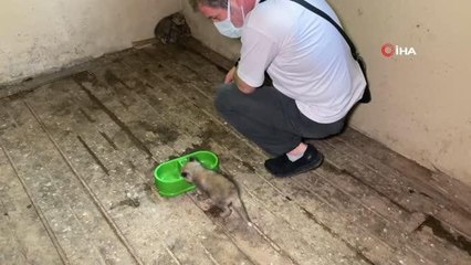 Yaban hayata alıştırılan tilkiler doğaya salındı