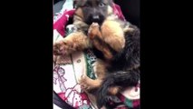 Funny and Cute German Shepherd Puppies Compilation #2 - Cutest GSD (1)