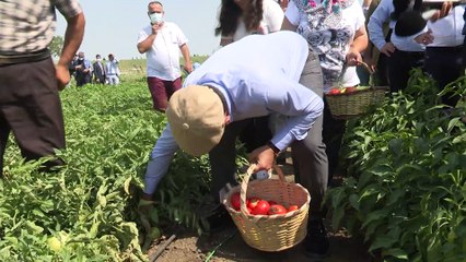 Ekrem İmamoğlu kasketini taktı, yılın ilk hasadını yaptı: Tarımın ve kırsalın kalkındığı bir ortamda mutluluk, huzur ve bereket vardır