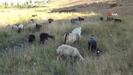Muş’ta 3 ayı yaylada geçiren çiftçiler köylerine dönmeye başladı
